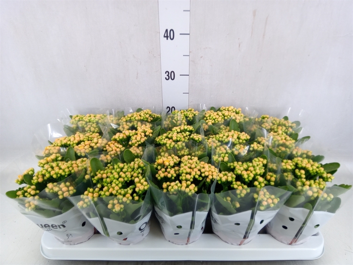 <h4>Kalanchoe  'MoreFlow Lausanne'</h4>