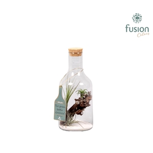 Green Bottle H33 klein met Tillandsia Air Plantst D15 H33