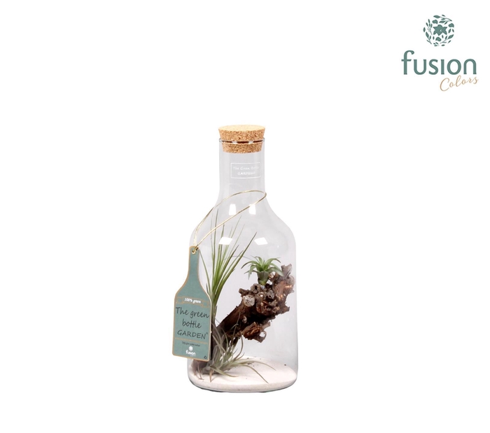 <h4>Green Bottle H33 klein met Tillandsia Air Plantst D15 H33</h4>