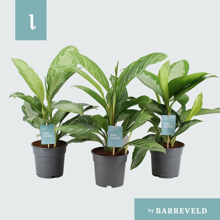 <h4>Aglaonema   ...mix</h4>