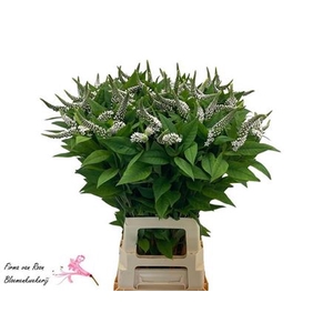 Lysim Clethroides 80cm