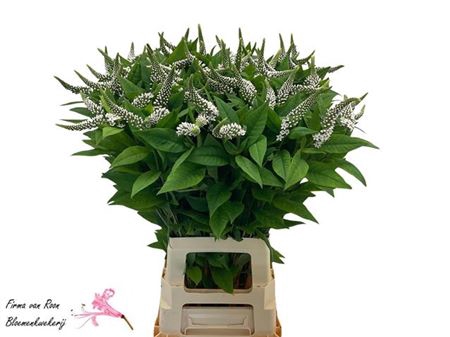 Lysim Clethroides 80cm