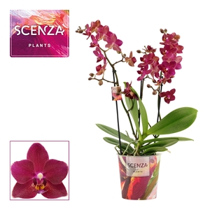 Phalaenopsis dazzling Devil 3-4 tak (Scenza)