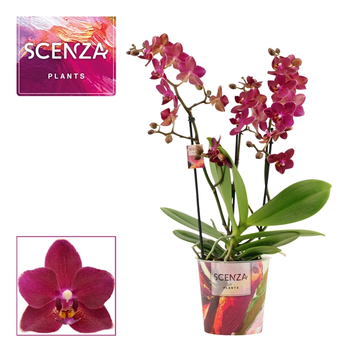 <h4>Phalaenopsis dazzling Devil 3-4 tak (Scenza)</h4>