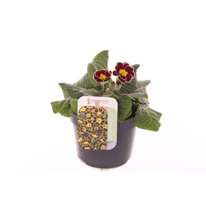 Primula elatior Veristar Wine Rose Silver Laced