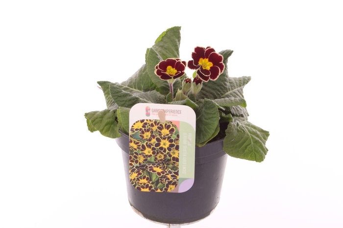 <h4>Primula elatior Veristar Wine Rose Silver Laced</h4>