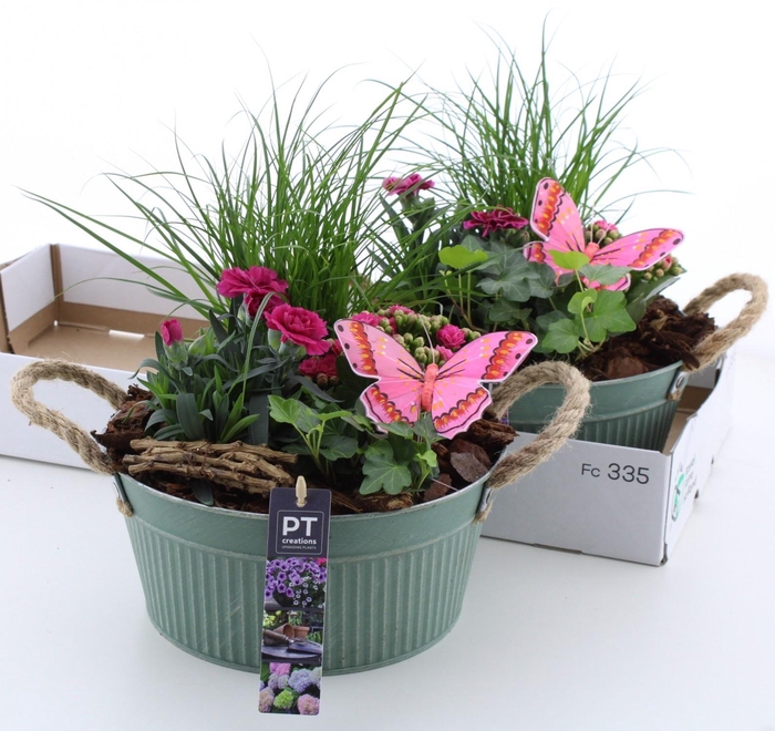 <h4>ARR TUINPLANTEN</h4>