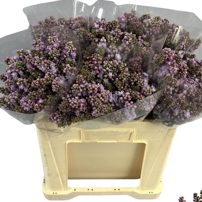 <h4>SYR V MICHEL BUCHNER</h4>