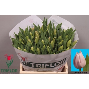 Tulipa si sweet breeze
