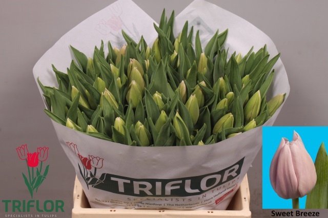 <h4>Tulipa si sweet breeze</h4>