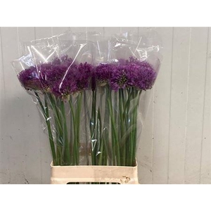 Allium Purple Sens