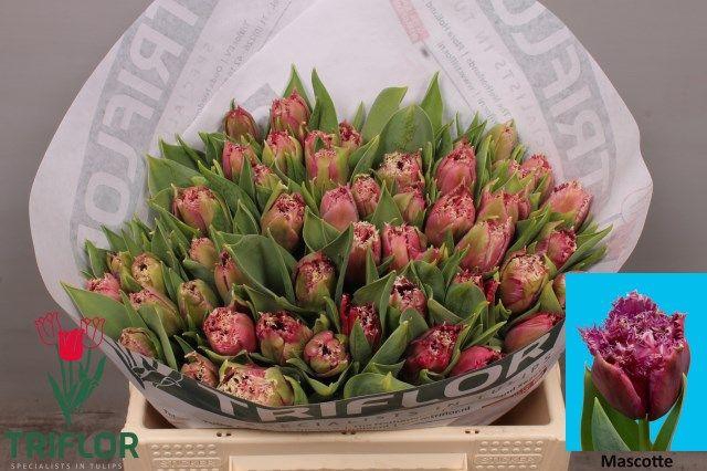 <h4>TU FR MASCOTTE</h4>