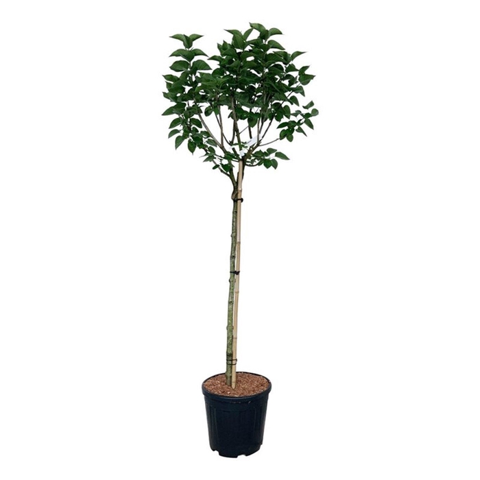 <h4>Syringa v. 'Katherine Havemeyer'</h4>