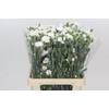 Dianthus Sp Symply Snow
