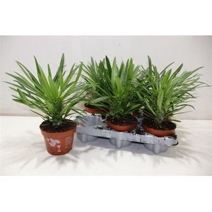 Pachypod Lamerei