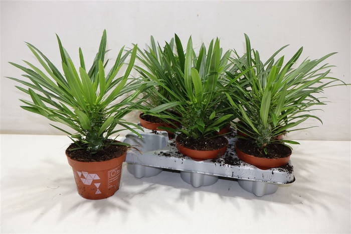<h4>Pachypod Lamerei</h4>