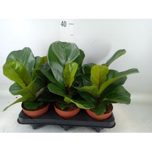 Ficus lyrata 'Bambino'