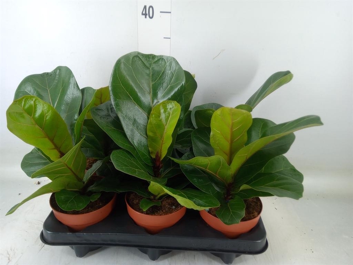 <h4>Ficus lyrata 'Bambino'</h4>