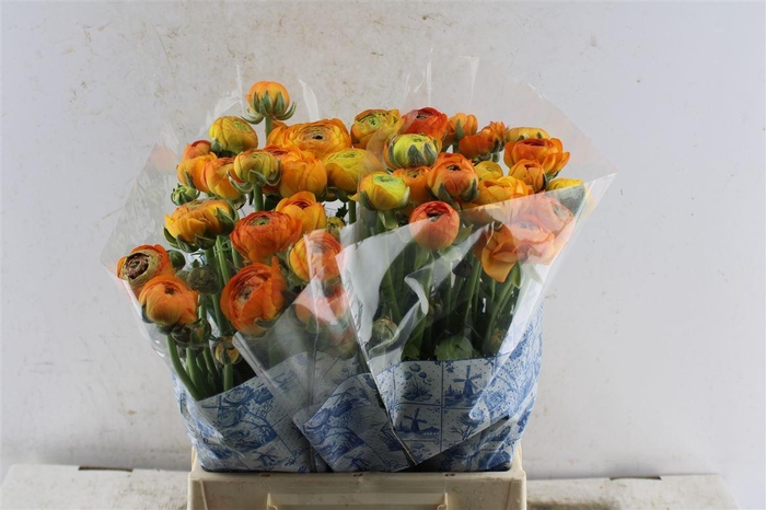 <h4>Ran Aazur Orange</h4>