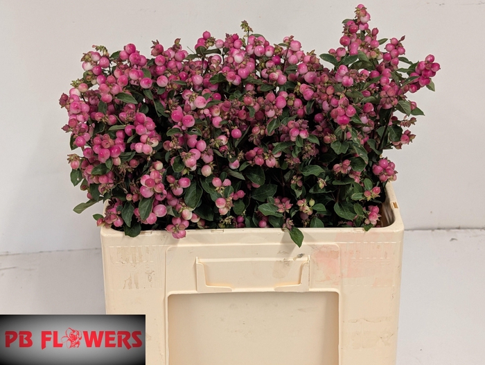 <h4>SYMPHO MAG RUBY FALL</h4>