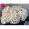 Hydrangea schneeball