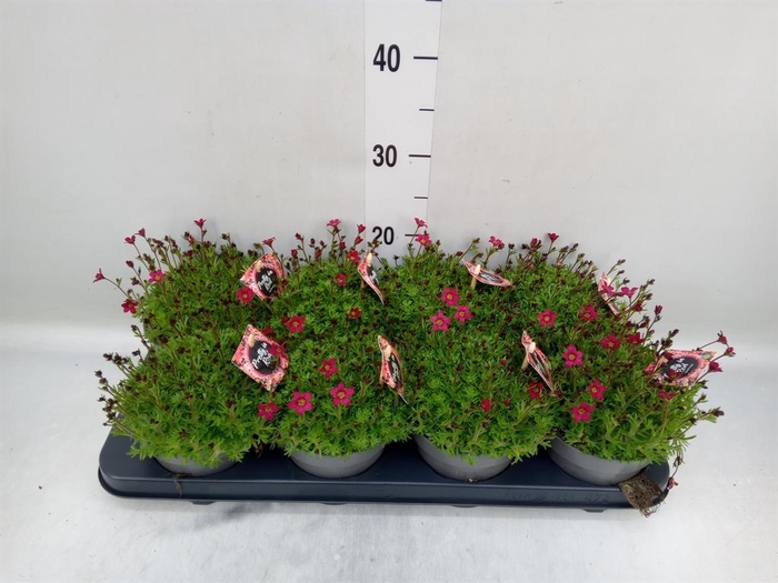 <h4>Saxifraga arend.</h4>