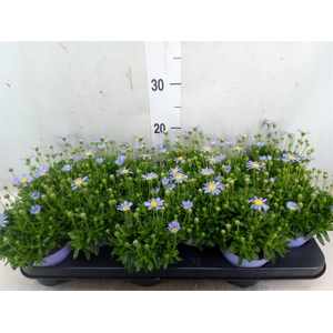 Felicia amell. 'Felicitara Blue'