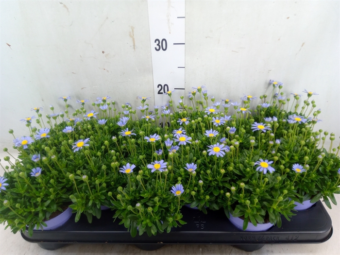 <h4>Felicia amell. 'Felicitara Blue'</h4>