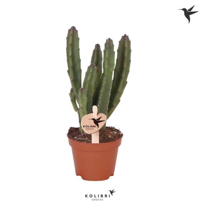 <h4>Kolibri Greens Stapelia Leendertziae</h4>