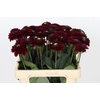Dahlia Black Fox