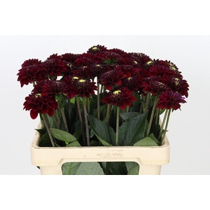 Dahlia Black Fox
