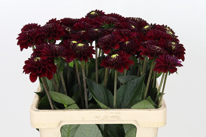 <h4>Dahlia Black Fox</h4>