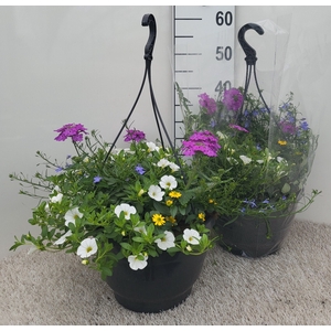 OVERIGE HANGPLANTEN