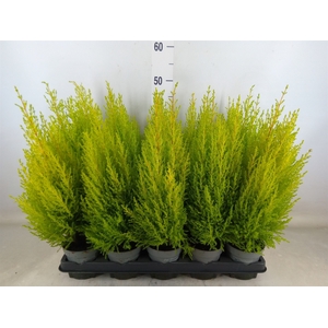 Cupressus macro. 'Goldcrest Wilma'