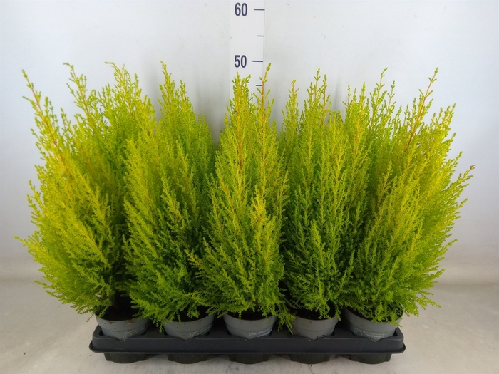<h4>Cupressus macro. 'Goldcrest Wilma'</h4>