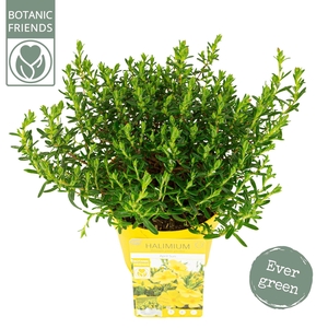 Halimium 'April Sun' ®