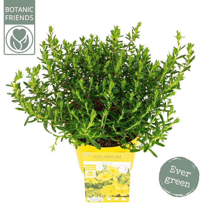 <h4>Halimium 'April Sun' ®</h4>