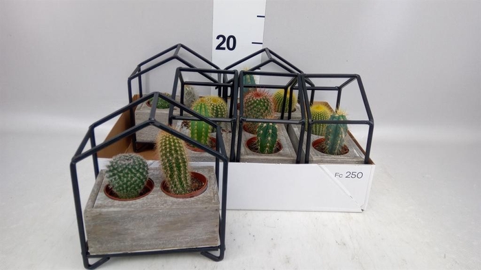 <h4>Cactus   ...</h4>