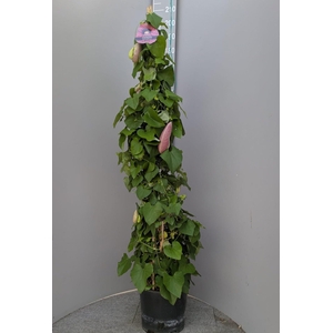 ARISTOL MACROPHYLLA