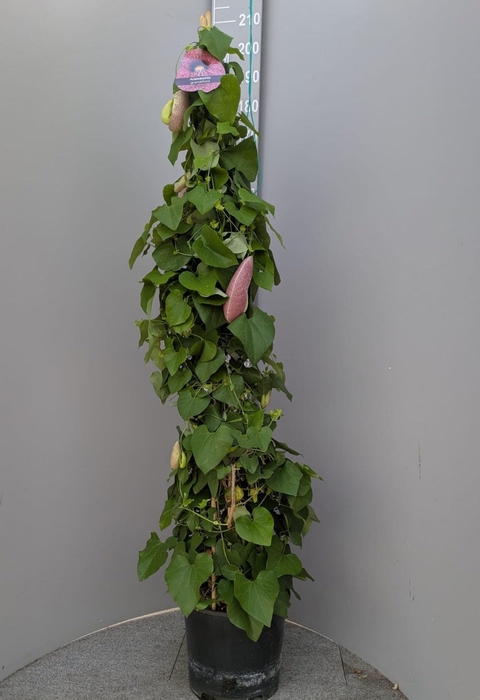 <h4>ARISTOL MACROPHYLLA</h4>