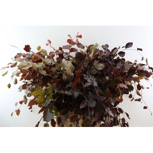 Fagus Sylvatica