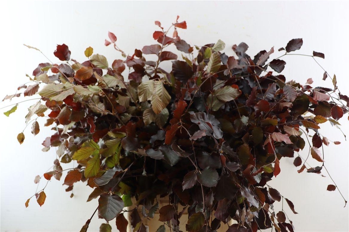 <h4>Fagus Sylvatica</h4>