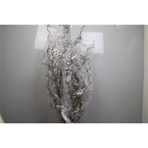 Coryl Av Contorta 130cm