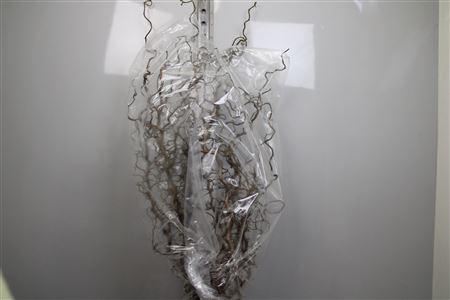 <h4>Coryl Av Contorta 130cm</h4>