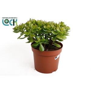 CRASS OVATA