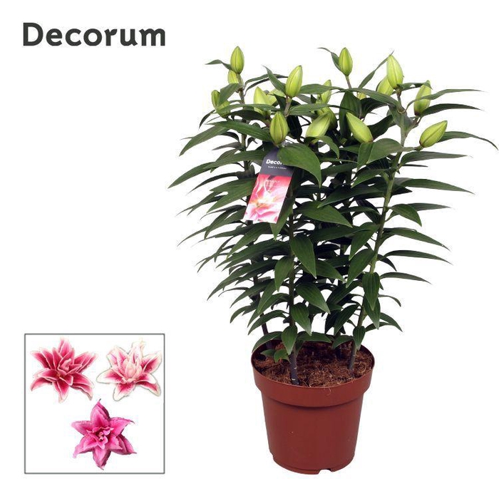 <h4>Roselily Pink 19cm</h4>