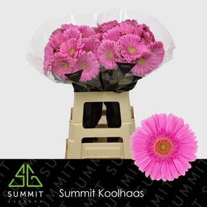 GE GR GLOSSY EXTRA LANG