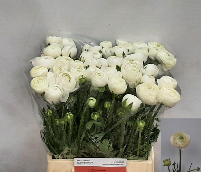 <h4>RAN AAZUR WHITE</h4>