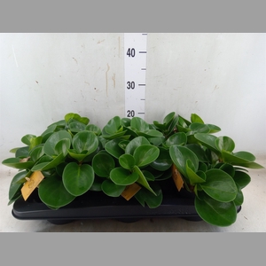 Peperomia obt. 'Green Gold'