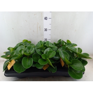 Peperomia obt. 'Green Gold'